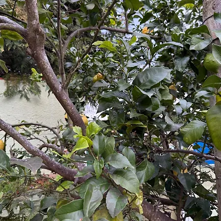 Maianca オレイロス